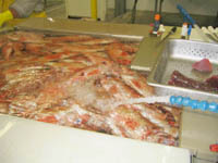 Fish Wash Pool