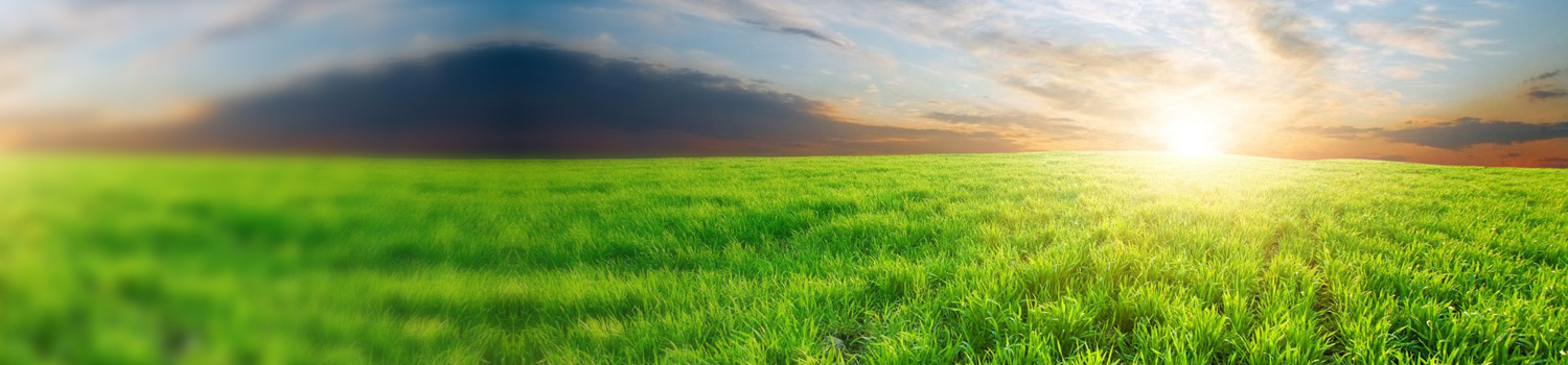 Crops and sunset