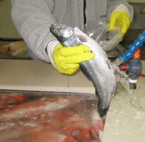 Fish Wash